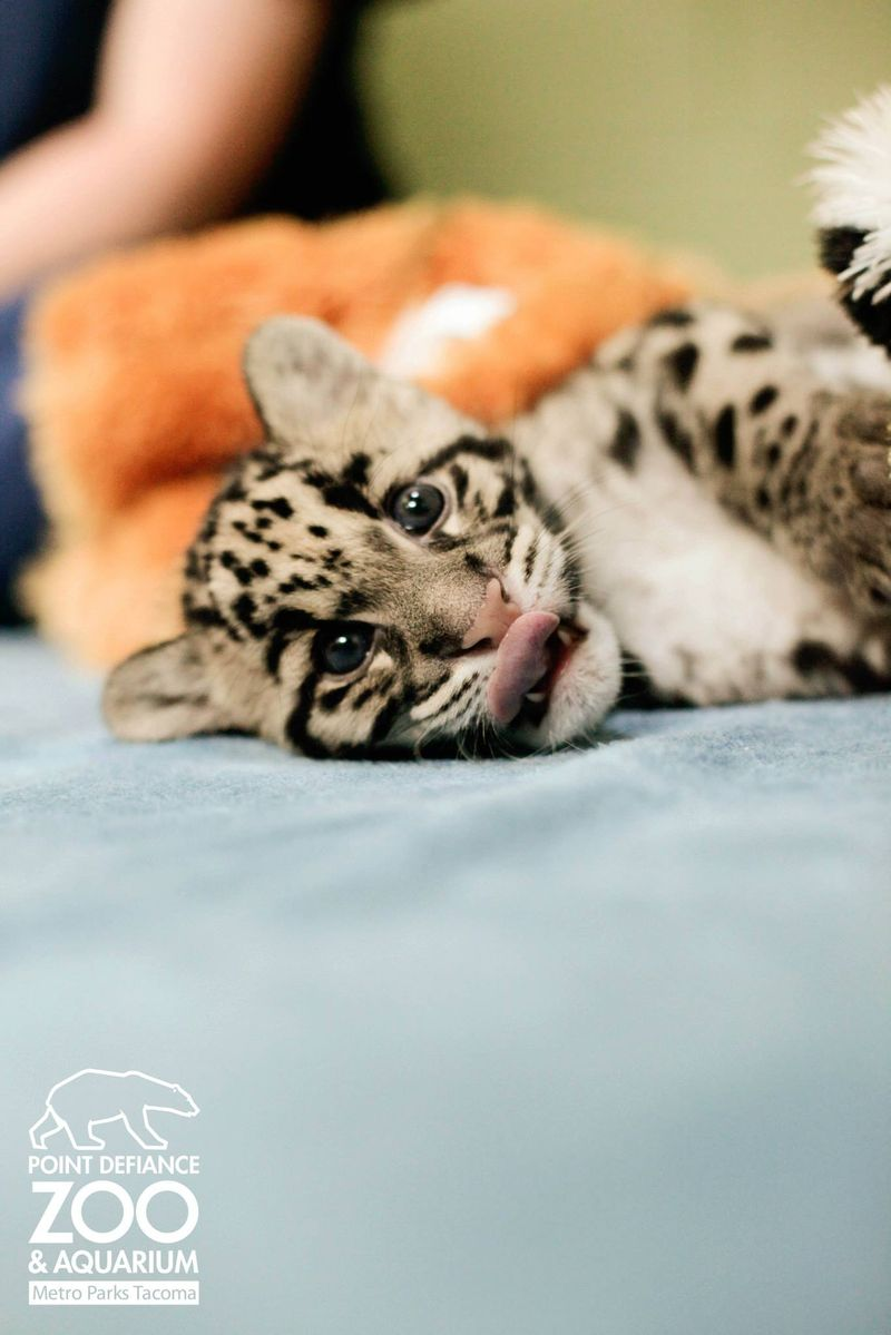 Illustration for article titled ZOMG NEW PICS OF BABY CLOUDED LEOPARD!!!